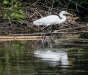 2016 06 11 WildLife MPLS 186